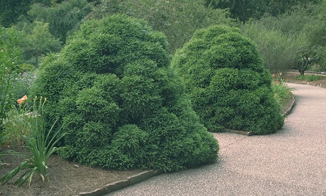 Cryptomeria japonica globosa à l’école du Breuil, Paris - © G. Carcassès